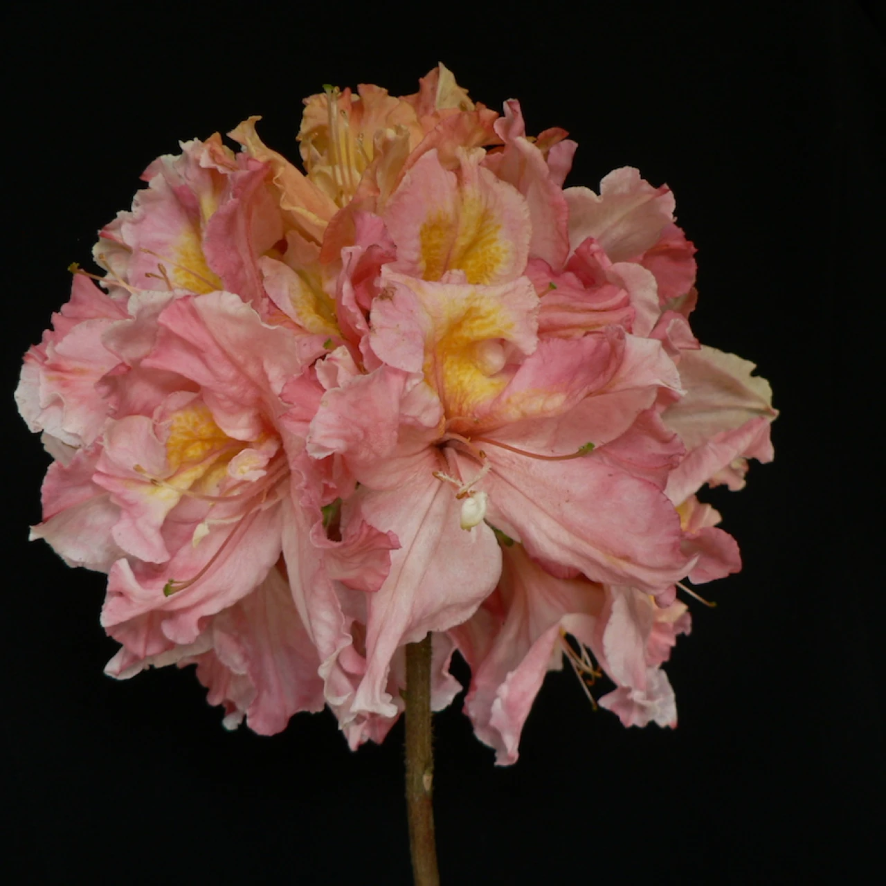 Unknown hybrid